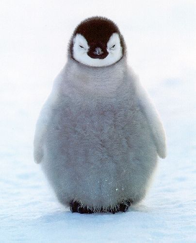 a penguin standing in the snow with caption that reads, i'm getting so thrown