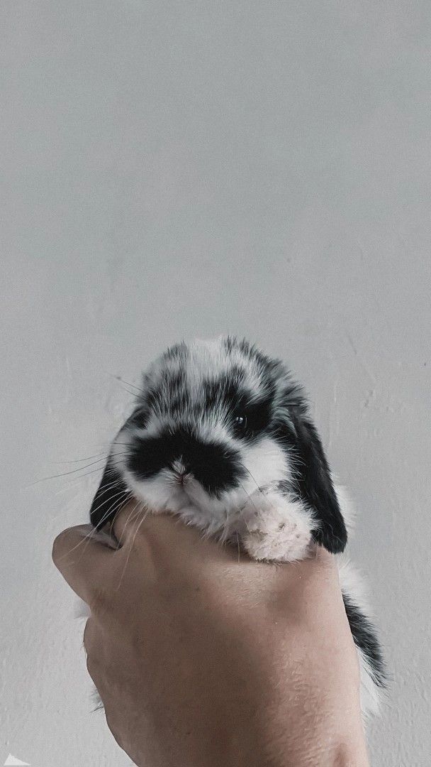 a hand holding a small black and white rabbit