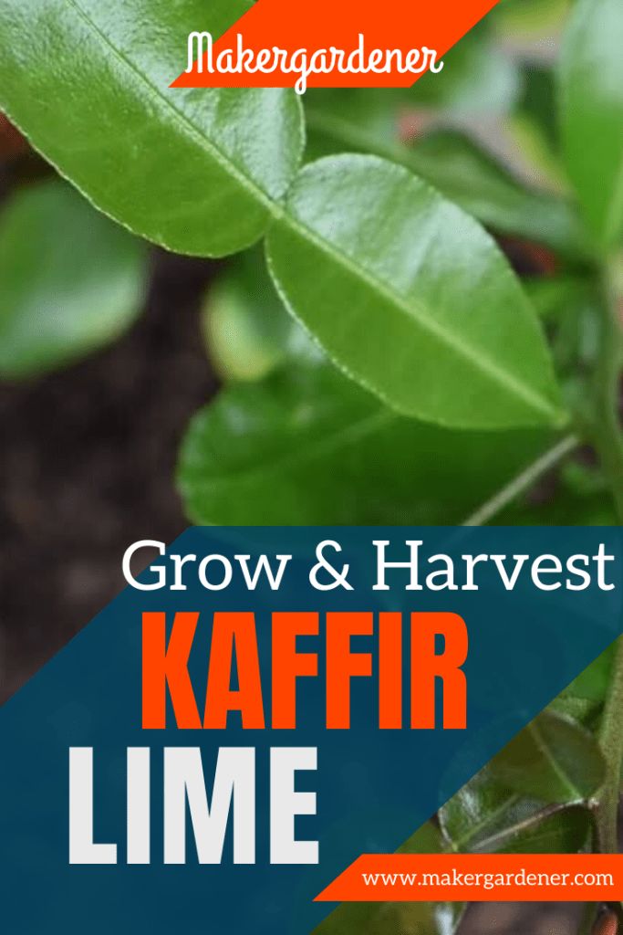 grow and harvest kaffir lime in the garden with text overlay that reads grow & harvest kaffir lime