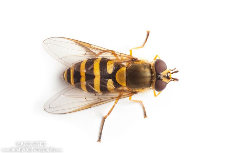 a yellow and black insect on a white background