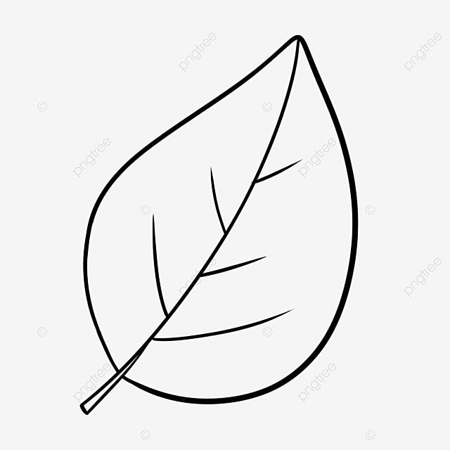 a black and white drawing of a leaf on a white background, line art, leaves, simple png and psd