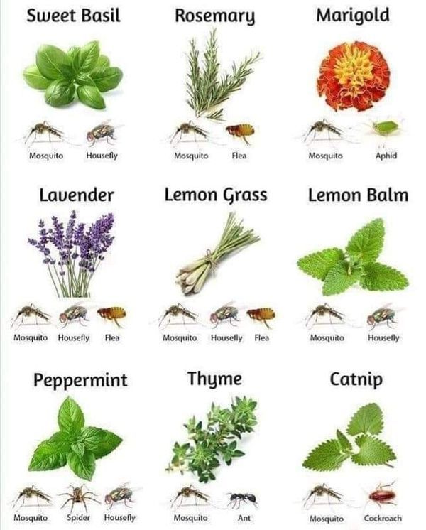 the different types of plants and their names