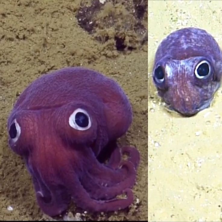 two pictures of an octopus with googly eyes, one is purple and the other is blue