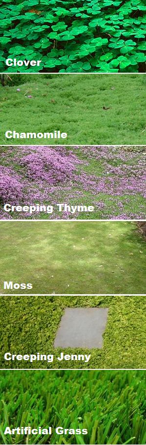 four different types of grass with the words ground cover instead of a flower bed,