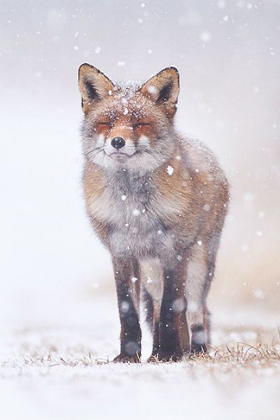 a fox standing in the snow with its eyes closed