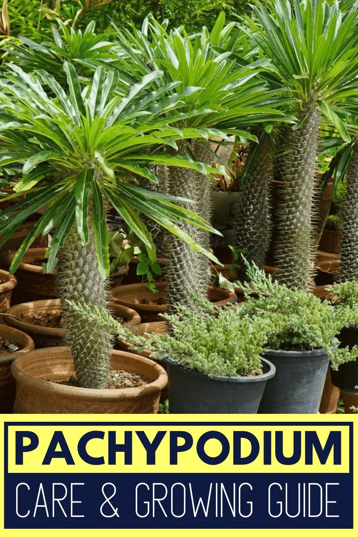 palm trees and potted plants with the words, pachyodium care & growing guide