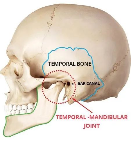 Tmj Relief, Jaw Exercises, Forward Head Posture Exercises, Throat Pain, Sports Therapy, Jaw Pain, Sleep Therapy, Muscle Anatomy, Medical Anatomy