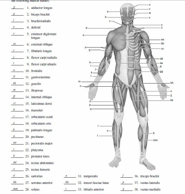 Blank Muscle Diagram to Label Anatomi Dan Fisiologi, Body Muscle Anatomy, Muscular System Anatomy, Human Muscular System, Muscle Diagram, Human Muscle Anatomy, Muscle System, Anatomy Coloring Book, Anatomy Bones