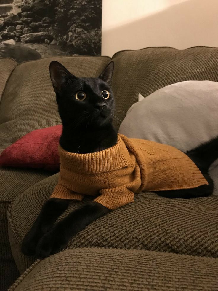 a black cat sitting on top of a couch wearing a sweater and looking at the camera