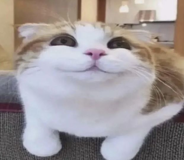 an orange and white cat sitting on top of a couch