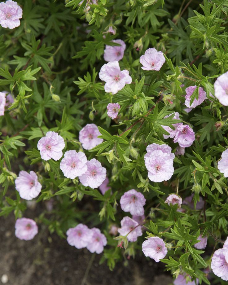 some pink flowers are growing in the dirt