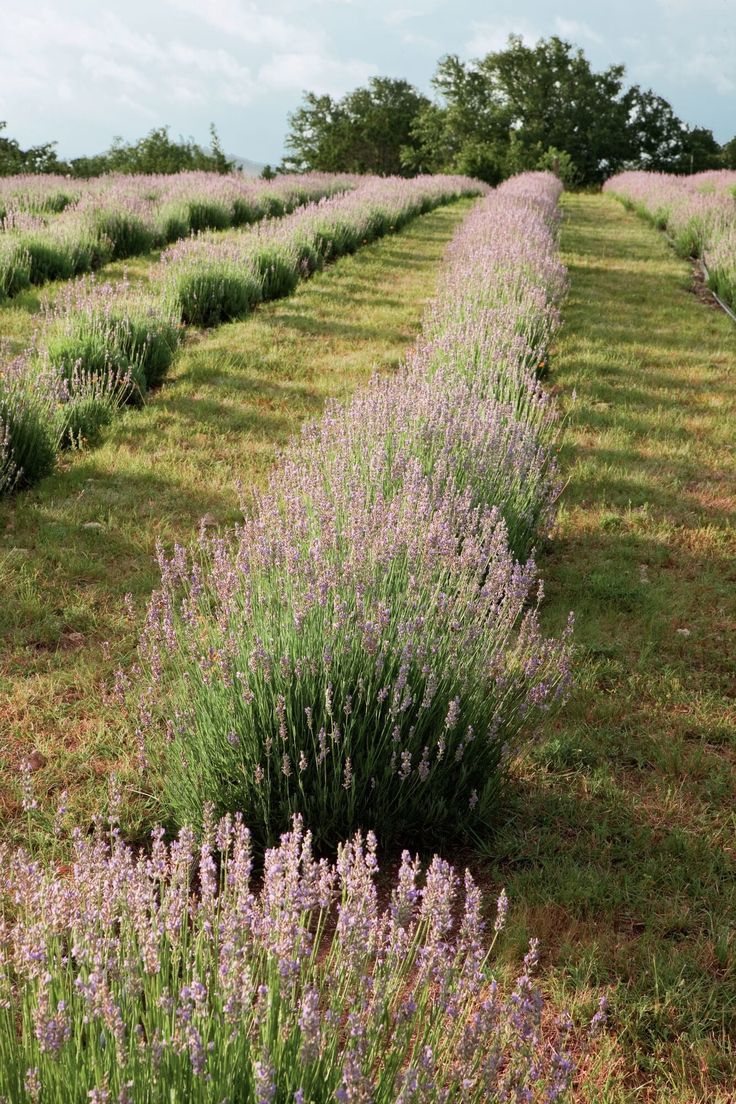 rows of lavender plants in an open field