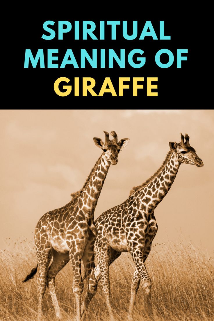 two giraffes standing next to each other in tall grass with the words, spirital meaning of giraffe