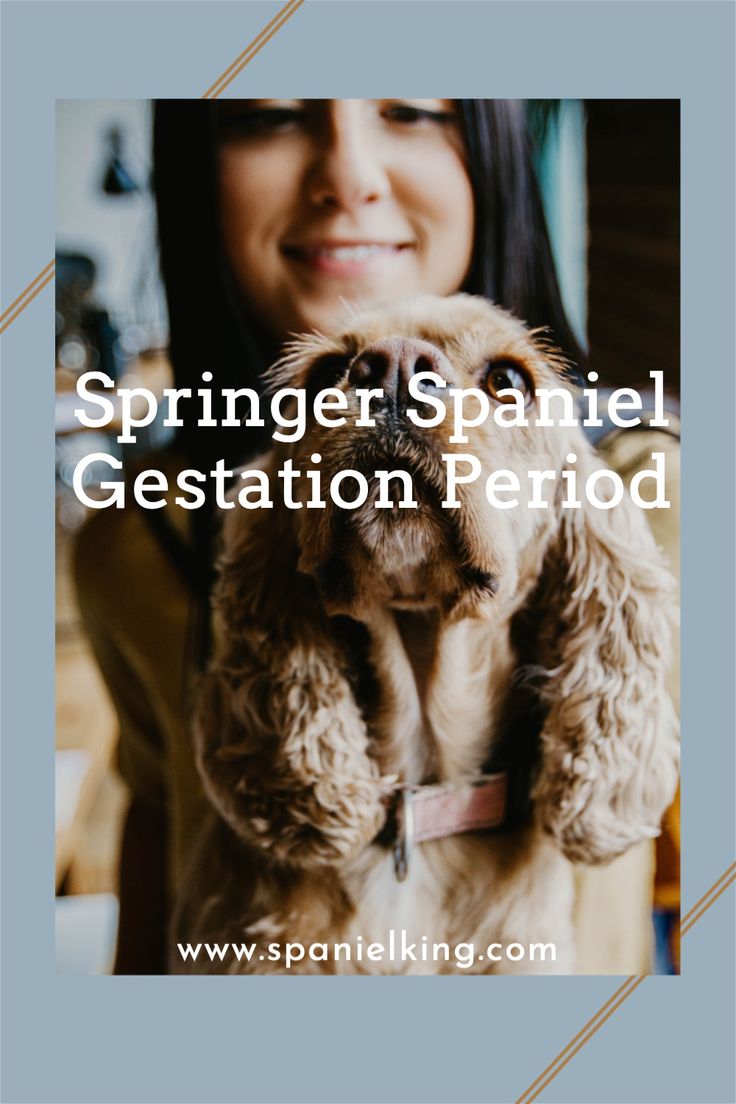 a woman holding a dog with the caption spring spaniel gestation period