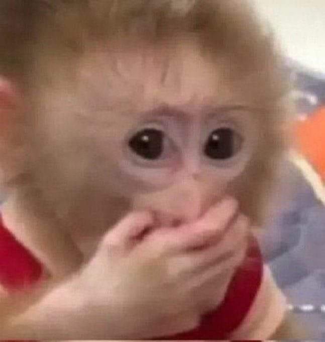 a monkey with big eyes is holding its hands to his mouth