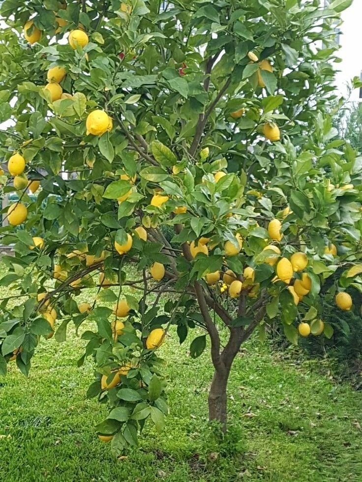 an orange tree with lots of fruit growing on it's branches in the grass