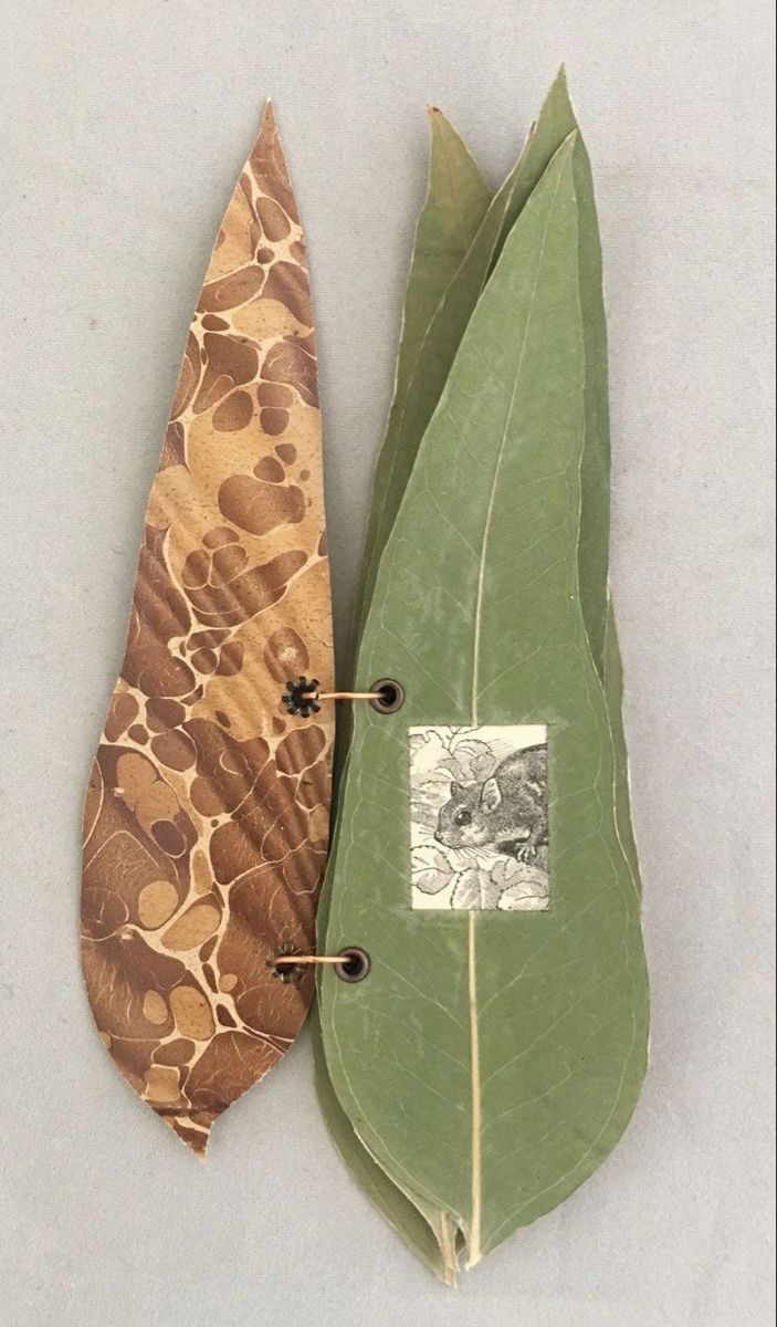 two different types of leaves on a white surface, one is brown and the other is green