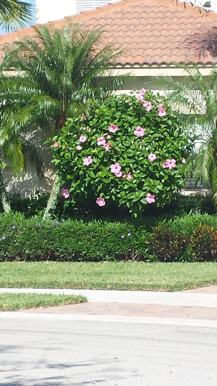 a stop sign sitting in front of a lush green bush with pink flowers on it