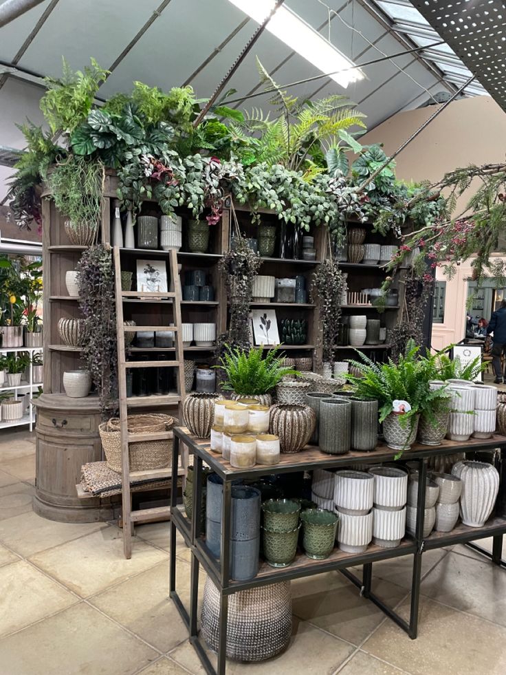 several plants are arranged on shelves in a store