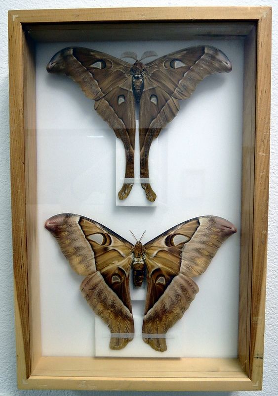 two moths in a wooden frame on the wall