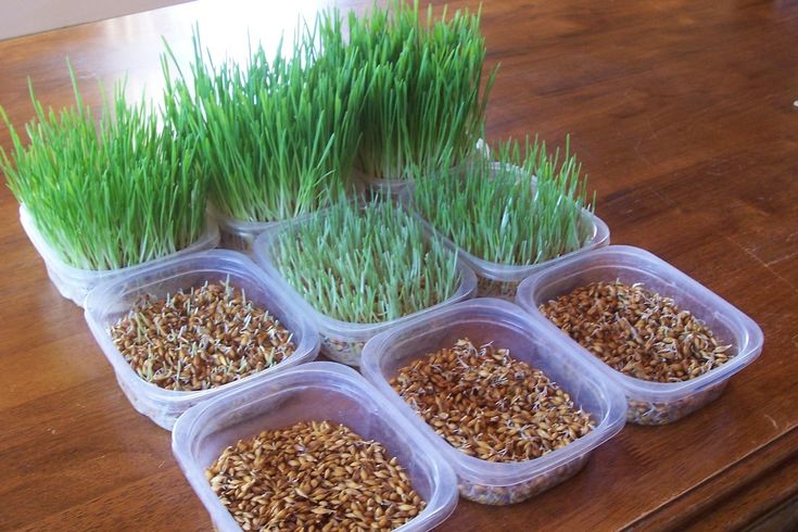 four plastic containers filled with green grass on top of a wooden table