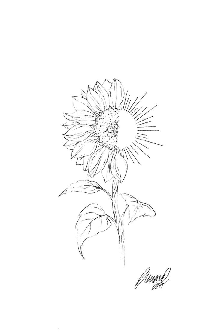 a black and white drawing of a sunflower