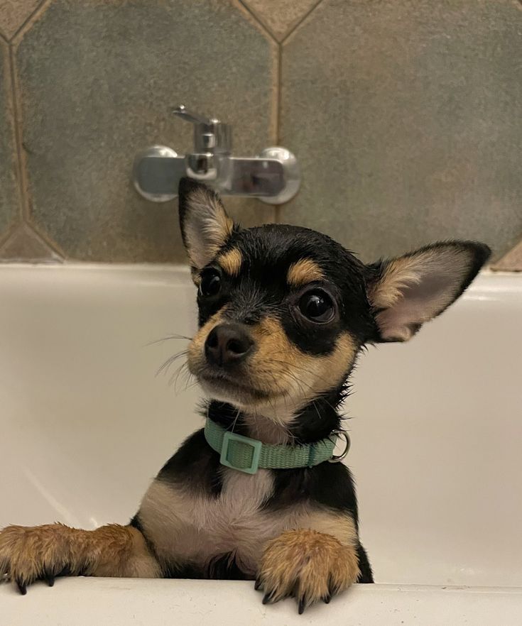 a small black and brown dog sitting in a bath tub