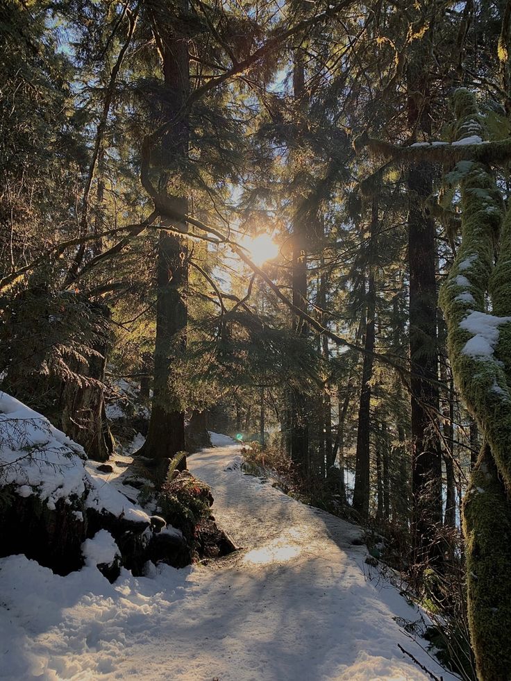 the sun is shining through the trees in the snow