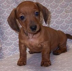 Miniature Dachshund Puppies For Sale | Bisbee, AZ #294953 Bisbee Az, Miniature Dachshund Puppies For Sale, Miniature Dachshund Puppies, Dachshund Breed, Dachshund Puppies For Sale, Dachshund Puppy Miniature, Miniature Dachshunds, Cute Dog Collars, Custom Dog Collars