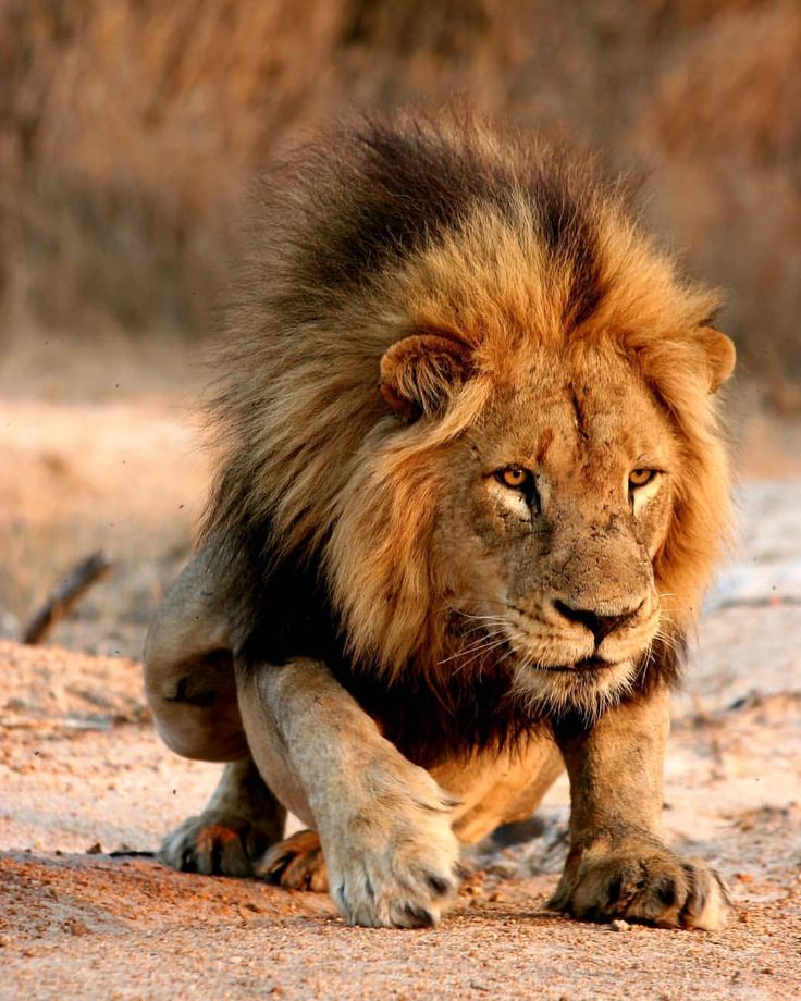 a lion walking across a dirt field next to trees