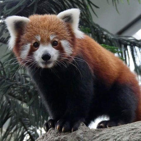 a red panda sitting on top of a tree branch