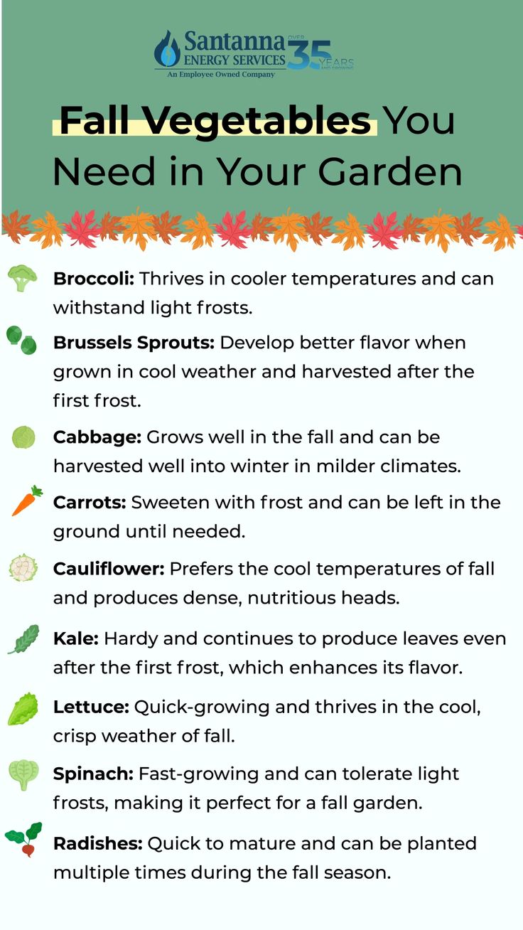 Top Fall Garden Vegetables Fall Crops Vegetable Garden, Fall Veggies To Plant, School Garden Club, Fall Vegetable Garden, Fall Crops, Fall Veggies, Gardening Inspiration, Farm Lifestyle, Fall Vegetables