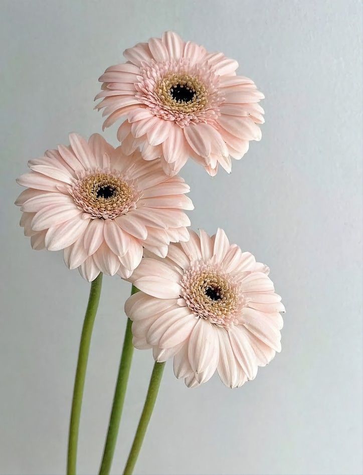 three pink daisies in a vase on a white tablecloth, with the stems still attached