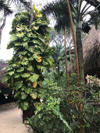 there is a very tall plant growing on the side of this path in the jungle