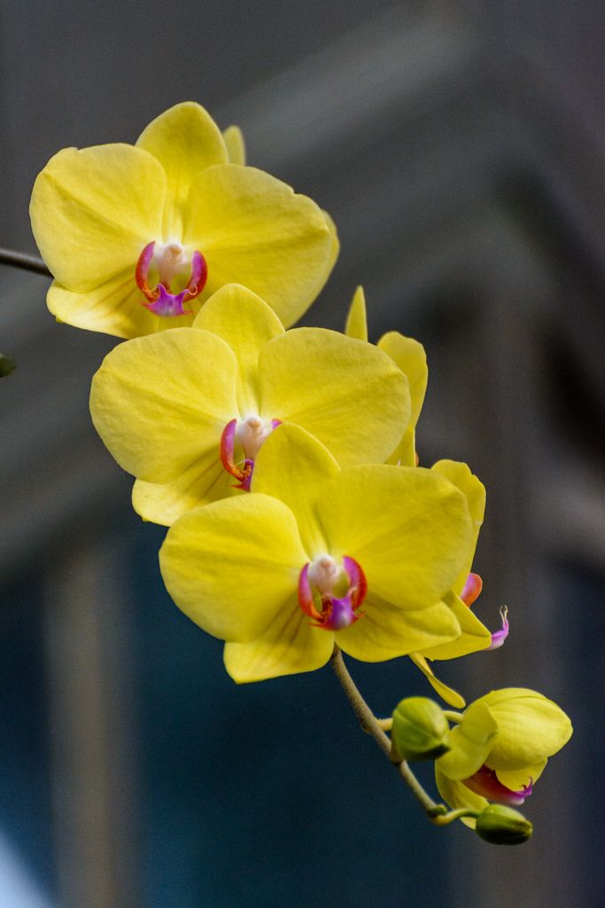 three yellow orchids with red and white tips