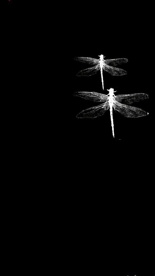 three dragonflies are flying in the dark