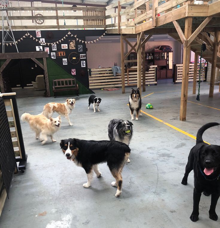 a group of dogs walking around in an indoor area