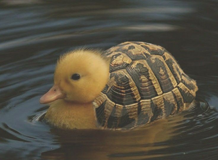 a duckling swims in the water with its head turned to look like a turtle