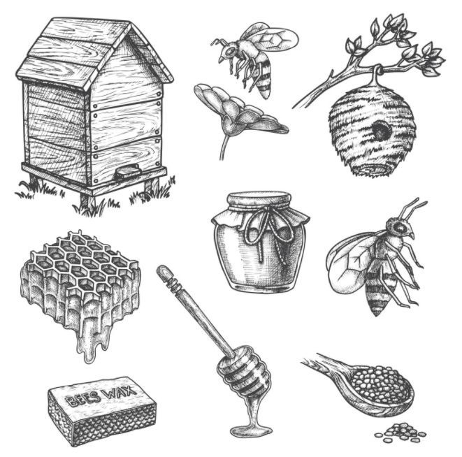 hand drawn beehive, honeycombs and other items on white background with clipping