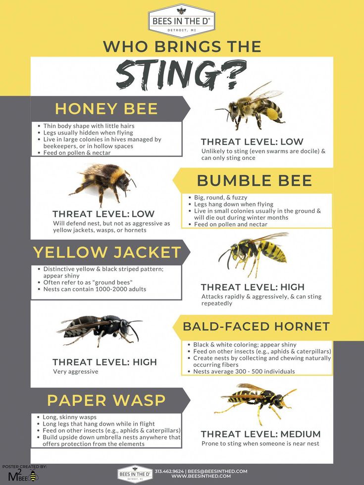 the bees and honeybees are all in different stages