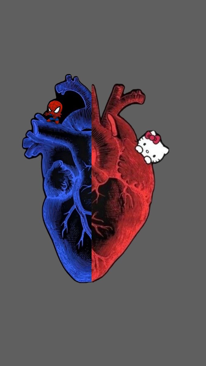 an image of the human heart with two different parts in each side, one red and one blue