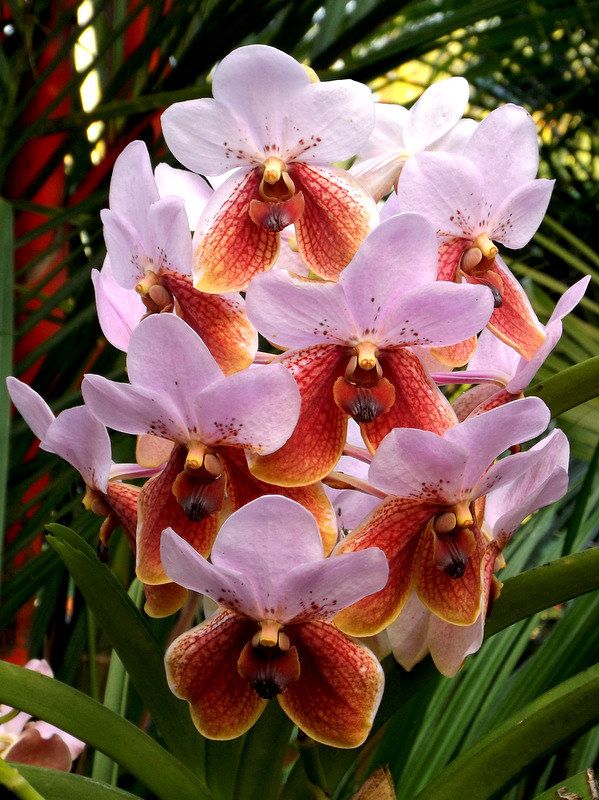 pink and orange orchids blooming in the garden