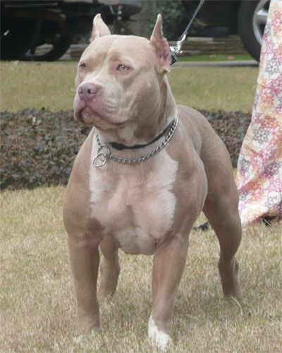 a brown and white dog standing on top of a grass covered field