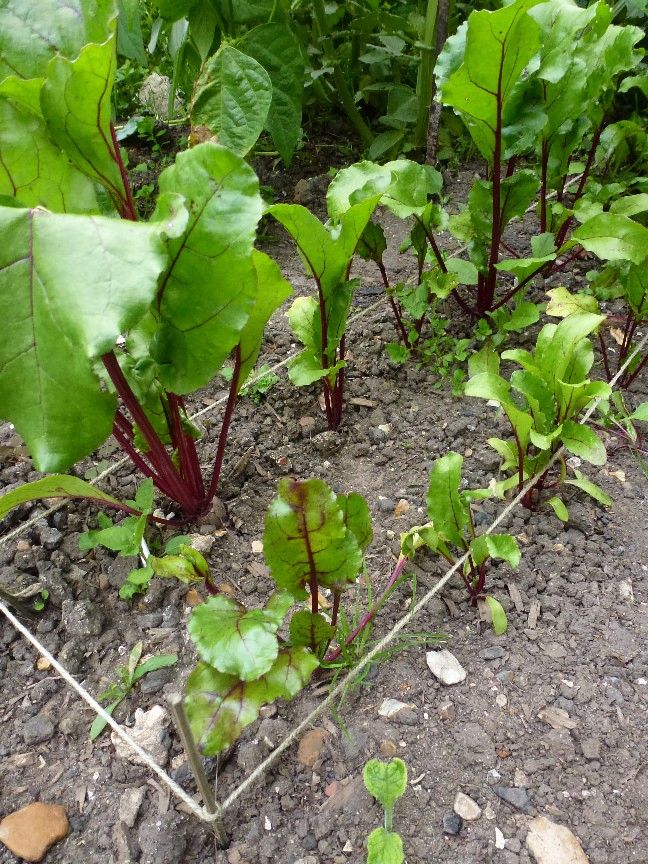 some green plants growing in the dirt