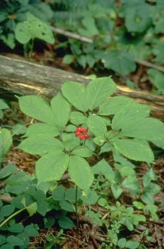 a plant with green leaves and red flowers in the middle of some dirt near a log