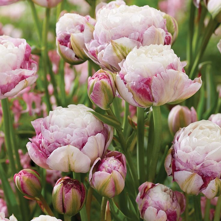 pink and white flowers blooming in the garden