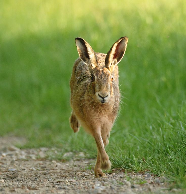 a brown rabbit running down a dirt road next to green grass and trees in the background