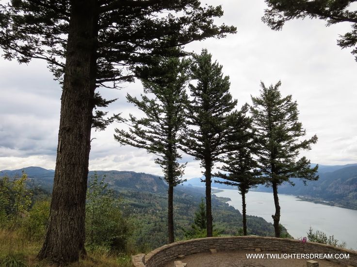 a bench sitting on top of a lush green hillside next to tall pine trees and a lake