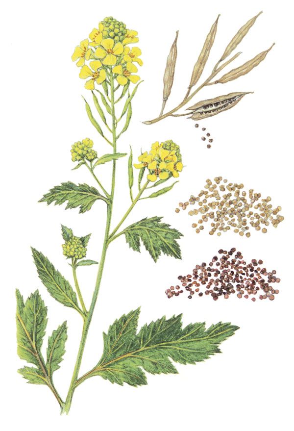 an illustration of some plants and seeds on a white background, including yellow flowers with green leaves