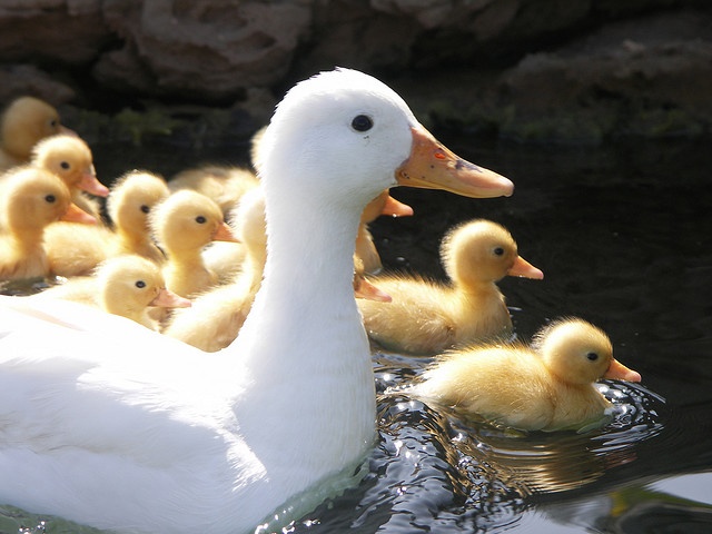 a group of ducklings swimming in the water with their mother one is yellow and the other two are white